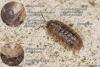 Armadillidium vulgare